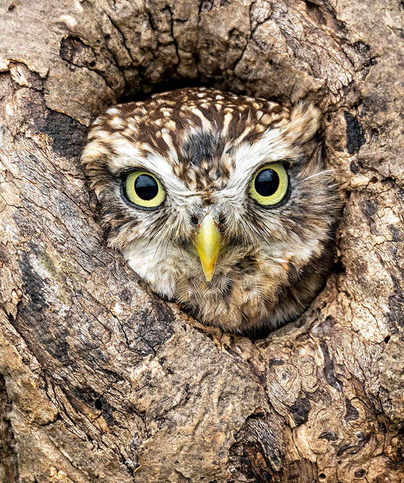 Winning image, Owl by Adrian Newell